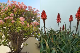 5 cây phong thủy nếu nở hoa sẽ mang đến tài lộc, may mắn