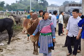 Hàng trăm thương lái đổ về “sàn giao dịch trâu” lớn nhất Tây Bắc
