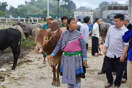 Hàng trăm thương lái đổ về “sàn giao dịch trâu” lớn nhất Tây Bắc