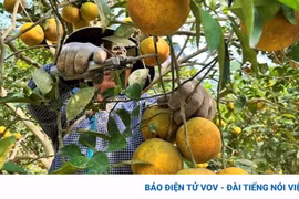 Vườn cam trĩu quả giúp nông dân Nghệ An thu về tiền tỷ