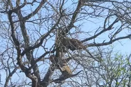 Pha cướp mồi “siêu” ngu ngốc của báo hoa mai