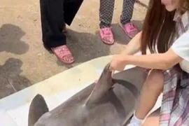 Mua con có "nguy cơ tuyệt chủng" về quay clip, cô gái bị fan soi