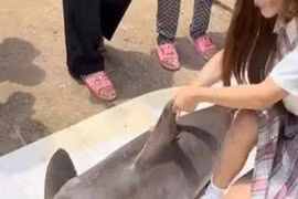 Mua con có "nguy cơ tuyệt chủng" về quay clip, cô gái bị fan soi