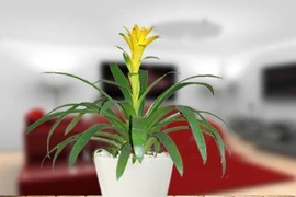 12 loại cây để bàn vẫy gọi tài lộc, giúp sự nghiệp thăng tiến vù vù 