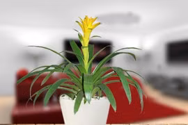 12 loại cây để bàn vẫy gọi tài lộc, giúp sự nghiệp thăng tiến vù vù 