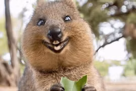 Động vật hạnh phúc nhất trên thế giới, ngoài ngủ còn chỉ biết cười