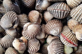  Nghệ An: Người dân kéo nhau đi nhặt sò huyết dạt vào bờ biển