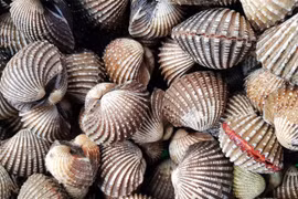  Nghệ An: Người dân kéo nhau đi nhặt sò huyết dạt vào bờ biển