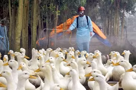 Cúm gia cầm lây sang người áp sát Việt Nam