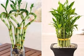 Cây Phất dụ vừa mang may mắn lại hút khí độc