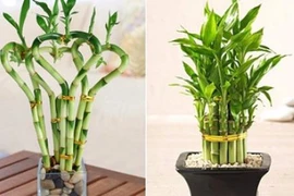 Cây Phất dụ vừa mang may mắn lại hút khí độc