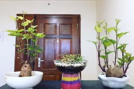 Dân mạng đua nhau trồng cây khoai lang để bàn và khoe chiến tích