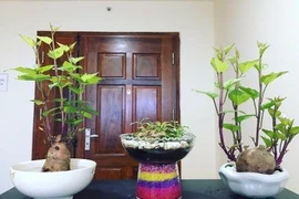 Dân mạng đua nhau trồng cây khoai lang để bàn và khoe chiến tích