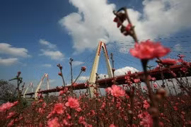 Vườn đào Nhật Tân bung nở tuyệt đẹp trước Tết Nguyên đán 2019