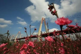 Vườn đào Nhật Tân bung nở tuyệt đẹp trước Tết Nguyên đán 2019