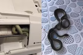 Điều hòa có tiếng kêu lạ, chủ nhà mở ra gặp đúng "bé na"