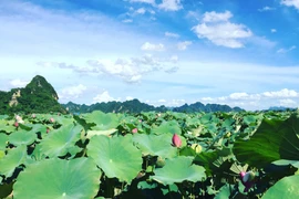 Giới trẻ nườm nượp tới check in tại đầm sen đẹp chẳng kém “tiên cảnh"