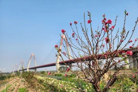 Ngày cuối năm vào thăm những vườn đào ven sông Hồng hồi sinh