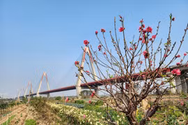 Ngày cuối năm vào thăm những vườn đào ven sông Hồng hồi sinh