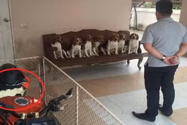 Chủ xe khổ sở vì đàn chó “mở tiệc” cắn phá xe phân khối lớn 