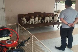 Chủ xe khổ sở vì đàn chó “mở tiệc” cắn phá xe phân khối lớn 