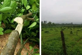 Khóc ngất 168 cây bưởi Phúc Trạch bị kẻ xấu đốn hạ trong đêm