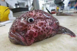 Loạt ảnh thủy quái kỳ dị khó tưởng tượng dưới biển sâu