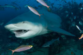 Lý do "sốc" ngày càng nhiều người bị cá mập tấn công hơn