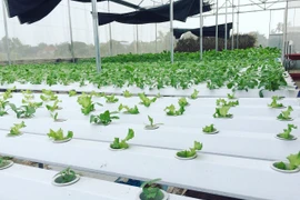 Cử nhân về quê mưu sinh, ngày ngày bán rau khắp Hà Nội 