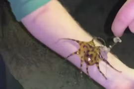 Kinh dị phượt thủ đùa giỡn với bạch tuộc giết người trong phút chốc