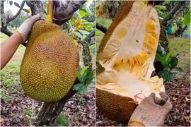 Chàng thanh niên bổ mít ngay trên cây, netizen dự đoán cực "phũ"