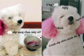 Chuẩn bị cho lễ Giáng sinh, các “boss” được đưa đi tân trang điệu đà