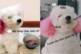 Chuẩn bị cho lễ Giáng sinh, các “boss” được đưa đi tân trang điệu đà