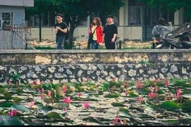 Hồ hoa súng trở thành “cực phẩm” của sinh viên ĐH Bách Khoa 