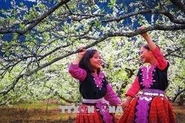 Ảnh: Ngỡ ngàng xuân đã về trên cao nguyên Mộc Châu