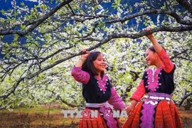 Ảnh: Ngỡ ngàng xuân đã về trên cao nguyên Mộc Châu