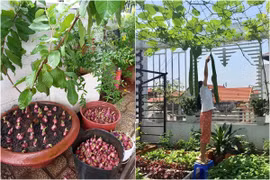 Ở nhà giãn cách, netizen khoe vườn rau mini cải thiện bữa ăn