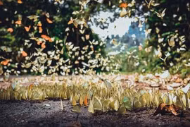 Giới trẻ rủ nhau về vườn Quốc gia Cúc Phương ngắm mùa bướm rợp trời