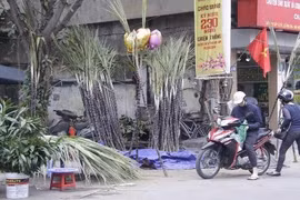 Mía lộc xuất hiện đầy đường phố Hà Nội chiều 30 Tết