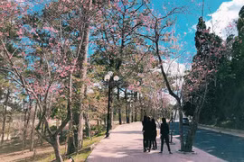 Mê đắm góc sống ảo chìm trong mùa mai anh đào ở Đại học Đà Lạt 