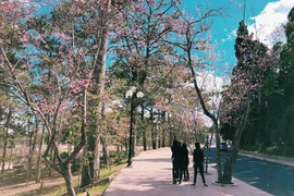 Mê đắm góc sống ảo chìm trong mùa mai anh đào ở Đại học Đà Lạt 