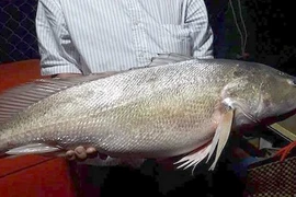 Ngư dân bắt được cá sủ vàng nặng 8kg trên sông Tiền 