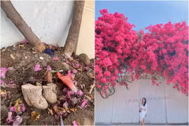 Giàn hoa giấy Vũng Tàu bị kẻ gian cưa trộm, netizen bức xúc