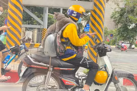 Ra đường kiếm tiền cùng "sen", chú mèo khiến cả đường phải chú ý