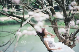 Ảnh cưới đẹp mê hồn dưới gốc mai anh đào 