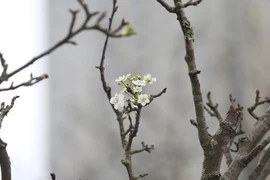 Hoa lê rừng sau Tết đắt đỏ vẫn nhiều người lùng mua