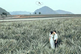 Lộ diện cánh đồng dứa lên hình đẹp “rụng rời” chỉ cách Hà Nội 100km