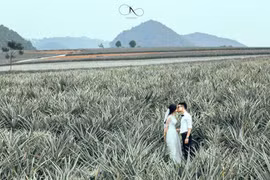 Lộ diện cánh đồng dứa lên hình đẹp “rụng rời” chỉ cách Hà Nội 100km