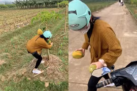 Cô gái trộm đu đủ lên mạng xin lỗi làm netizen xôn xao