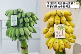 Cắm buồng chuối để "chữa lành", thú vui mới của giới trẻ 